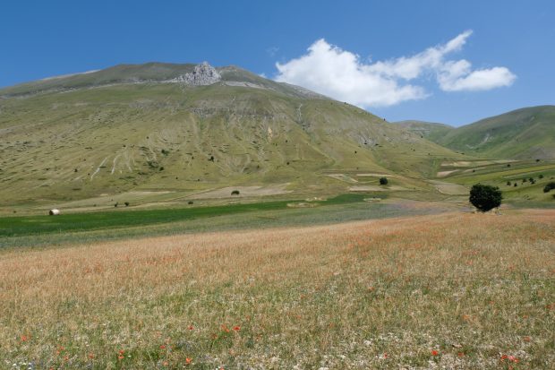 Cammino nelle Terre Mutate viaggio in centro Italia a piedi papaveri Castelluccio di Norcia