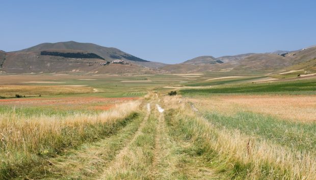 Cammino nelle Terre Mutate viaggio in centro Italia a piedi papaveri Castelluccio di Norcia