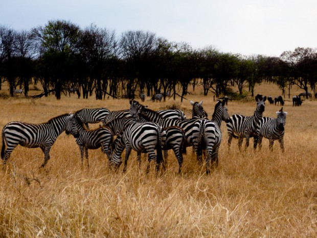 Savana zebre