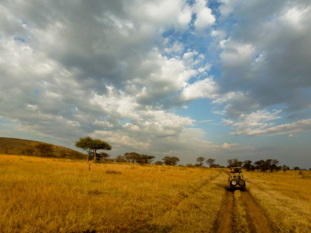 Serengeti safari