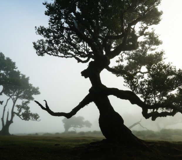 Viaggio a Madeira foresta fanal mostro