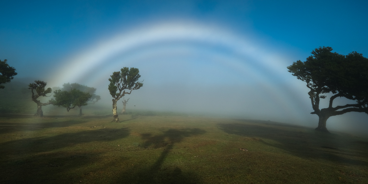 Viaggio a Madeira foresta fanal arcobaleno alberi