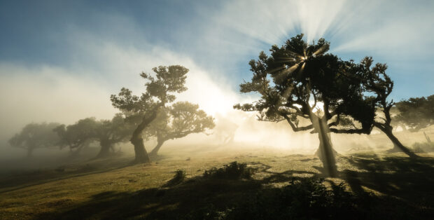 Viaggio a Madeira foresta fanal fotografia controluce