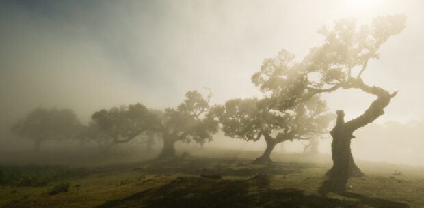 Viaggio a Madeira foresta fanal nebbia e sole