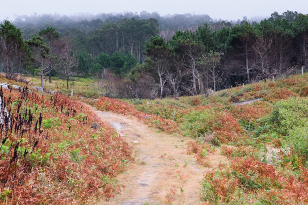 Viaggio cammino dei fari in galizia blog e racconto felci ed eucalipti