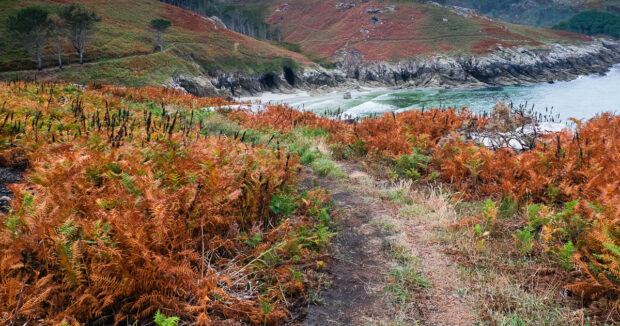 Viaggio cammino dei fari in galizia blog e racconto sentiero con felci