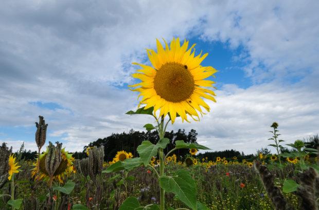 Viaggio in bicicletta strada romantica baviera da fussen a wurzburg romantische strasse girasoli