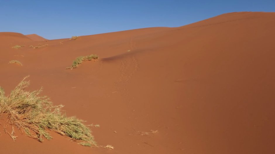 hidden vlei tracce deserto namibia