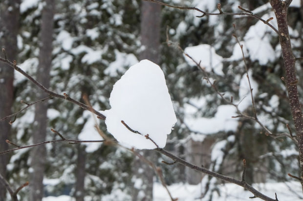 lapponia inverno oulanka ciaspole spedizione