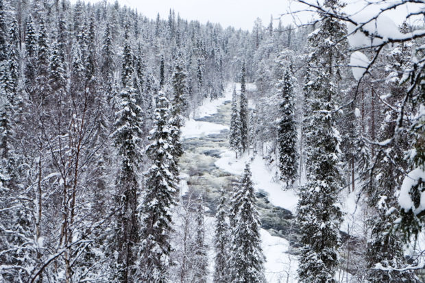 lapponia inverno oulanka taiga