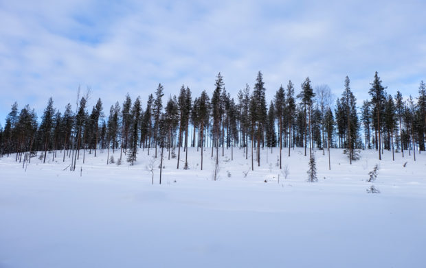 lapponia inverno oulanka ciaspole spedizione