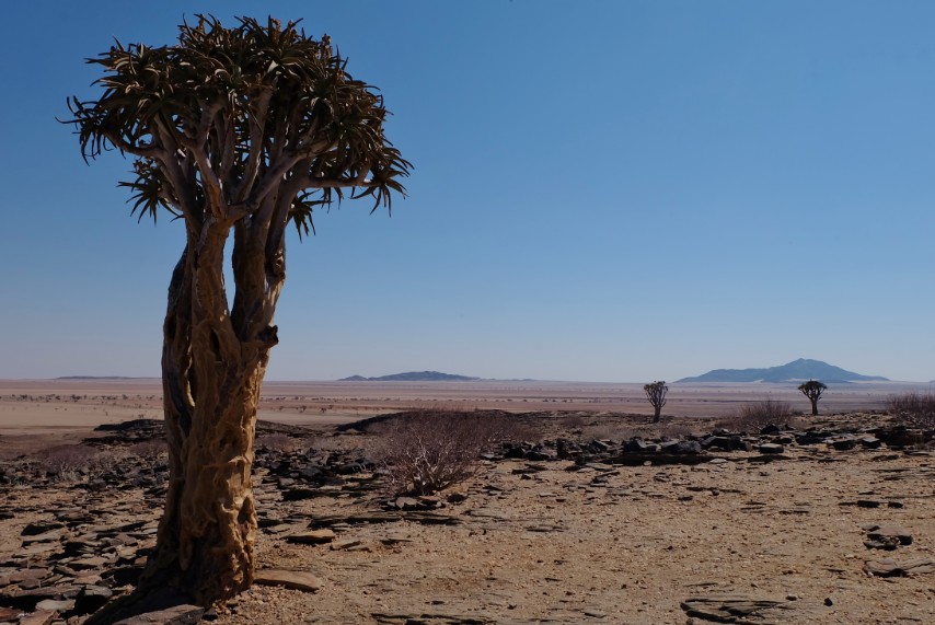 strada aloe viaggio namibia deserto