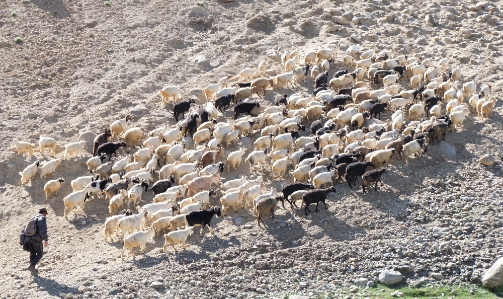viaggio in ladakh pashmina capre