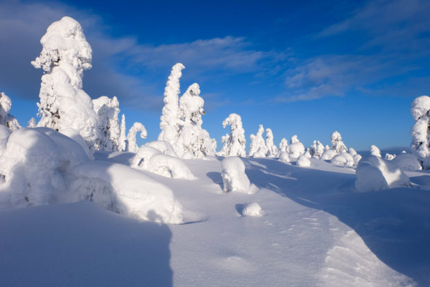 viaggio inverno lapponia abeti ghiaccio finlandia